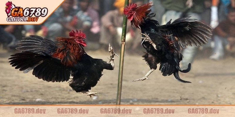 Đá Gà 4K GA6789 – Hình Ảnh Siêu Nét, Chuẩn Từng Khoảnh Khắc 1 Giới thiệu thông tin về đá gà 4k GA6789