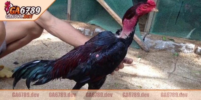 Đá Gà 4K GA6789 – Hình Ảnh Siêu Nét, Chuẩn Từng Khoảnh Khắc 2 Ưu tiên cá thể nổi trội về thể lực lẫn ngoại hình